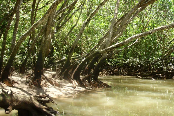 マングローブカヤック