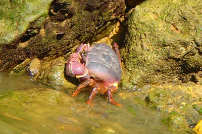 マングローブカヤック