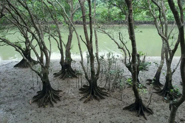 マングローブカヤック