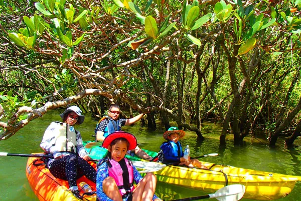 マングローブカヤック