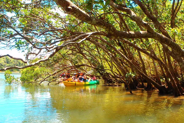 マングローブカヤック