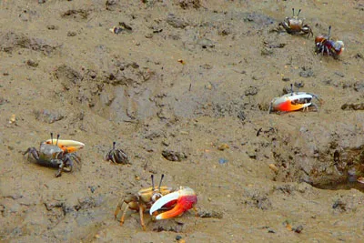 マングローブカヤック