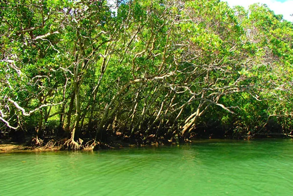 マングローブカヤック