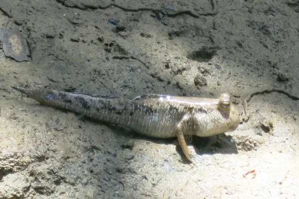 マングローブカヤック